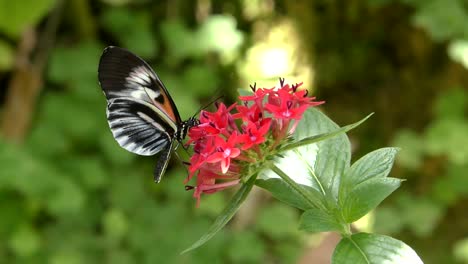 Postbote-Schmetterling