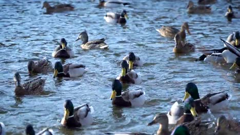 Patos-silvestres-en-el-agua