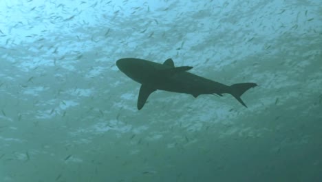 Silky-shark-swims-under-water-surface
