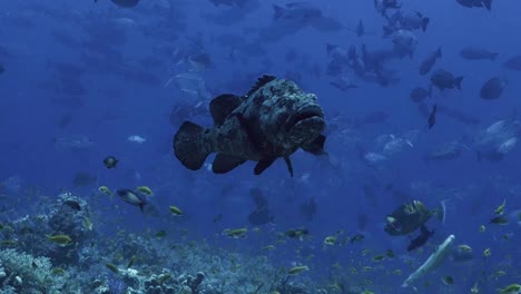 Gran-Grouper-en-el-paisaje-de-arrecife-de-coral,-mar-rojo