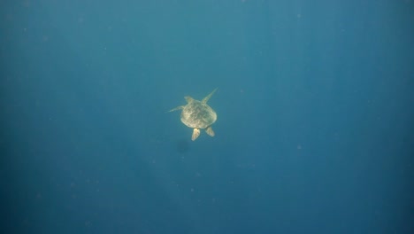 Sea-turtle-under-water