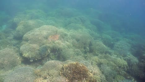 Sea-turtle-under-water