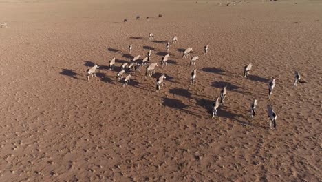 Close-up-Luftbild-von-Oryx-(Oryx)-in-der-Namib-Wüste