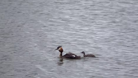 Great-crested-grebe,-Podiceps-cristatus,-Haubentaucher,-with-pup-swimming-on-a-lake,-Netherlands,-4K