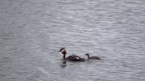 Somormujo-lavanco,-Podiceps-cristatus,-Haubentaucher,-con-cachorro-nadando-en-un-lago,-Países-Bajos,-4K