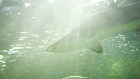 amenaza-de-peces-de-acuario-tanque-piscina-peligro-tiburón