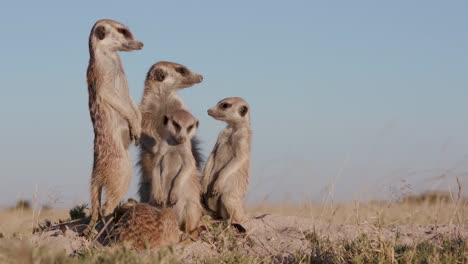 Zwei-Erdmännchen-auf-Wache-mit-drei-niedlichen-Babys-zu-ihren-Füßen-stehend