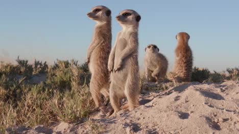 Meerkats-standing-ontop-of-their-burrow-and-looking-around