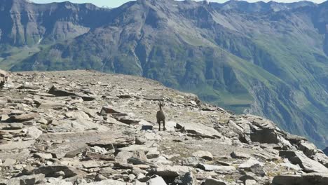 Weiblicher-Steinbock-mit-der-italienischen-Alpen-im-Hintergrund-in-die-Kamera-schaut.