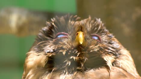 Unique,-brown-owl-looking-up-with-his-shinning-eyes