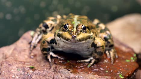 Frosch-sitzt-auf-dem-Felsen