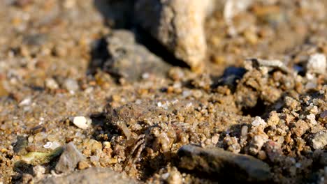 Wild-Krabben-Strand-in-Hong-Kong