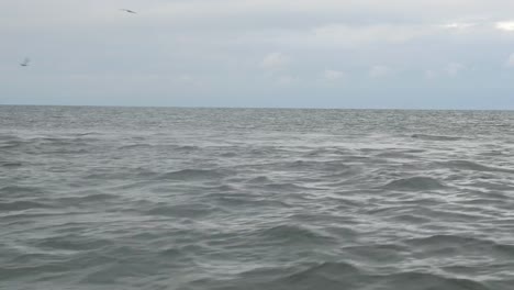 Dolphins-Swimming-in-Open-Ocean