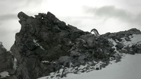 Pingüino-barbijo-antártico-en-rocas-espectaculares