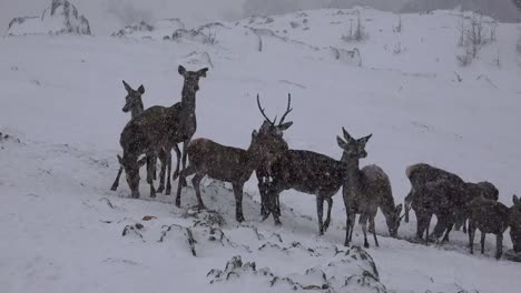 Europäische-Rothirsch-(Cervus-Elaphus)-auf-Schnee-Schneesturm,-Uhd-Stock-video