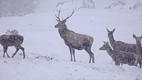 Mule-Deer-Buck-On-snow,-uhd-stock-video