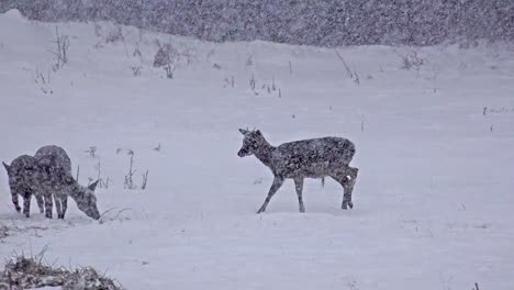 Group-of-Whitetail-Deer-mature-bucks,-January-winter-snow-blizzard,-uhd-stock-footage