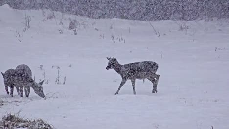 Gruppe-von-Whitetail-Deer-Reife-Böcke,-Januar-Winter-Schnee-Schneesturm,-Uhd-Filmmaterial