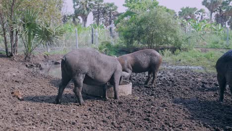 Drift-der-Wildschweine-Essen-aus-einem-Trog-und-im-Schlamm-waten