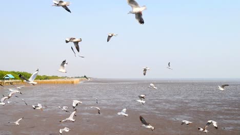 4k-of-Seagulls-circling-above-the-mangrove-forest-at-Bang-Pu-Samut-Prakan-,-Thailand