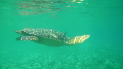 Large-sea-turtle-swimming-in-blue-sea-under-the-water-surface.