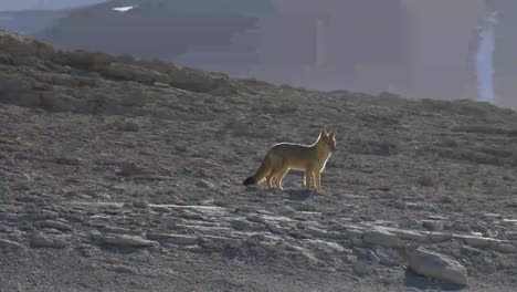 wilde-Culpeo-Fuchs-in-Südbolivien