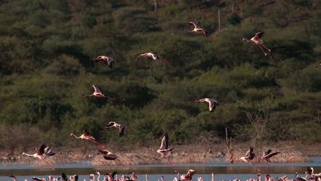 Grupo-menor-de-flamencos,-phoenicopterus-minor,-en-vuelo,-despegando-del-agua,-Colonia-lago-Bogoria-en-Kenia,-lenta-4K