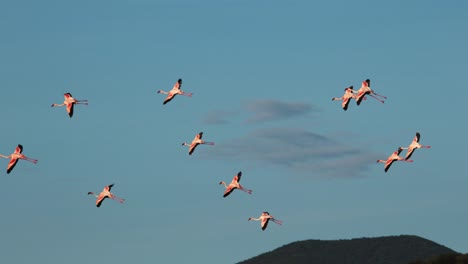 Lesser-Flamingo-Phoenicopterus-minor,-Gruppe-im-Flug,-Kolonie-am-Lake-Bogoria-in-Kenia,-Slow-Motion-4K