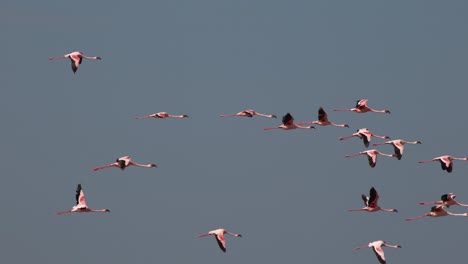 Lesser-Flamingo-Phoenicopterus-minor,-Gruppe-im-Flug,-Kolonie-am-Lake-Bogoria-in-Kenia,-Slow-Motion-4K