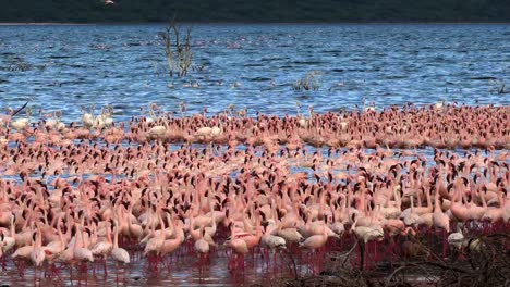 Lesser-Flamingo,-Phoenicopterus-minor,-Kolonie-am-Lake-Bogoria-in-Kenia,-Real-Time-4K