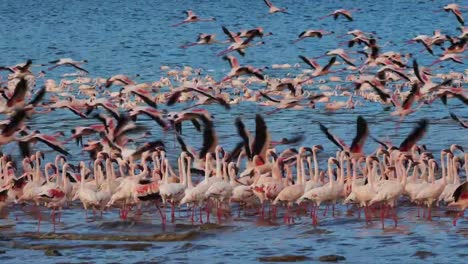 Grupo-menor-de-flamencos,-phoenicopterus-minor,-en-vuelo,-Colonia-lago-Bogoria-en-Kenia,-en-tiempo-Real-4K