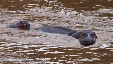 Hippopotamus,-hippopotamus-amphibius,-Mother-and-Calf-in-River,-Masai-Mara-park-in-Kenya,-Real-Time-4K