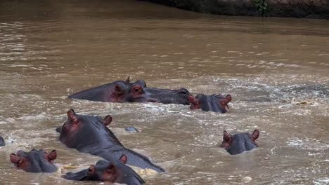 Nilpferd,-Nilpferd-Amphibius-Gruppe-stehend-im-Fluss,-Masai-Mara-Park-in-Kenia,-Real-Time-4K