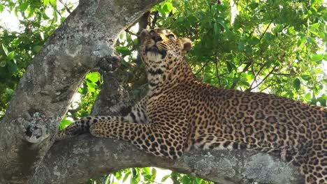 Leopardo,-panthera-pardus,-adulto-de-pie-de-árbol,-Parque-Masai-Mara-en-Kenia,-en-tiempo-Real-4K