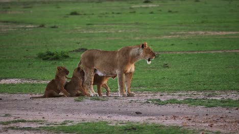 León-africano,-panthera-leo,-madres-y-cachorros,-Parque-Masai-Mara-en-Kenia,-en-tiempo-Real-4K