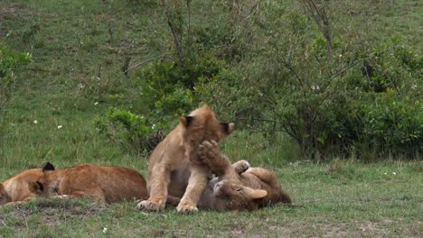 León-africano,-panthera-leo,-cachorros,-jugar,-Parque-Masai-Mara-en-Kenia,-en-tiempo-Real-4K