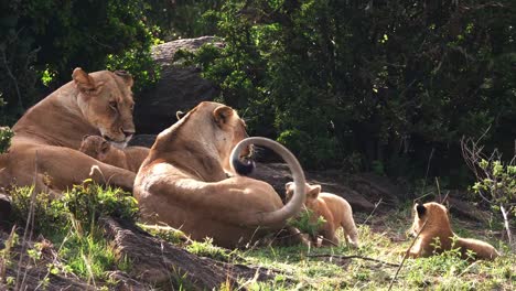 African-Lion,-Panthera-Leo,-Mütter-und-jungen,-Masai-Mara-Park-in-Kenia,-Real-Time-4K