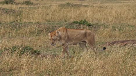 African-Lion,-Panthera-Leo,-paar-Walking,-Masai-Mara-Park-in-Kenia,-Real-Time-4K