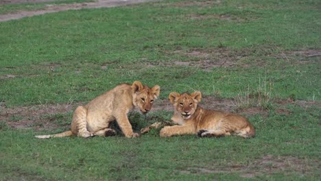 African-Lion,-Panthera-Leo,-Cubs,-Masai-Mara-Park-in-Kenia,-Real-Time-4K