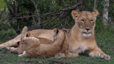 León-africano,-panthera-leo,-madre-y-cachorro-jugando,-el-otro-cachorro-es-lechal,-Parque-Masai-Mara-en-Kenya,-4K-en-tiempo-Real