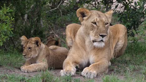 León-africano,-panthera-leo,-madre-y-cachorro,-Parque-Masai-Mara-en-Kenia,-en-tiempo-Real-4K