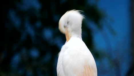 The-Pacific-reef-heron