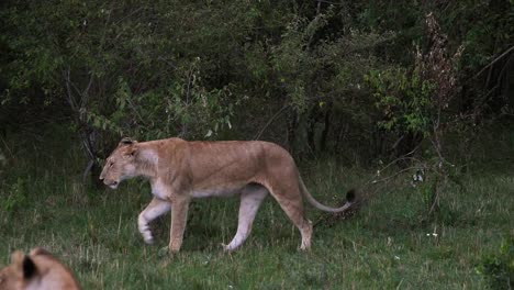 León-africano,-panthera-leo,-mujer-caminando,-Parque-Masai-Mara-en-Kenia,-en-tiempo-Real-4K