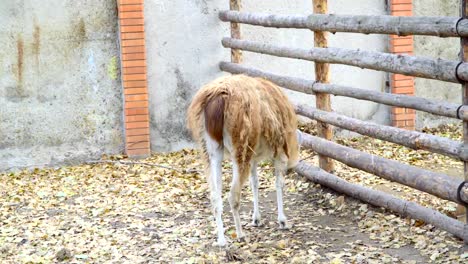 Lama-Essen-Heu-in-der-Koppel