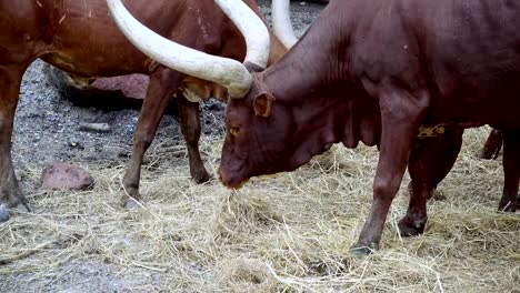 große-rote-Bulle-Kuh-und-Longhorns-Vieh-oder-großen-Hörnern-Essen-Grass-in-Bereichen