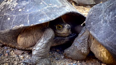 turtle-or-science-names-"Yellow-bellied-slider"-in-shell,-sunbathe-with-group-of-turtle