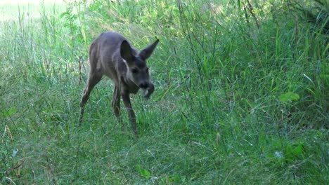 Jóvenes-doe-en-un-campo-de-hierba.-Corzo,-Capreolus-capreolus.-Escena-de-la-vida-silvestre-de-la-naturaleza.