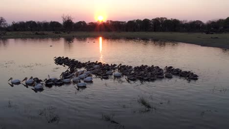 Vista-aérea-de-un-escuadrón-de-pelícanos-con-respaldo-de-color-de-rosa-de-la-natación-y-acicalarse-al-atardecer-en-un-río-en-el-Delta-del-Okavango,-Botswana