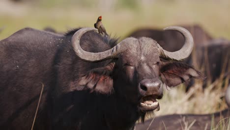 Close-up-of-Cape-buffalo-bull-masticar-el-bolo-alimenticio-con-un-picabueyes-pico-rojo-en-la-espalda