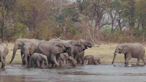 Manada-de-elefantes-de-cría-con-terneros-jóvenes-bebiendo-en-un-río-en-el-Delta-del-Okavango,-Botswana